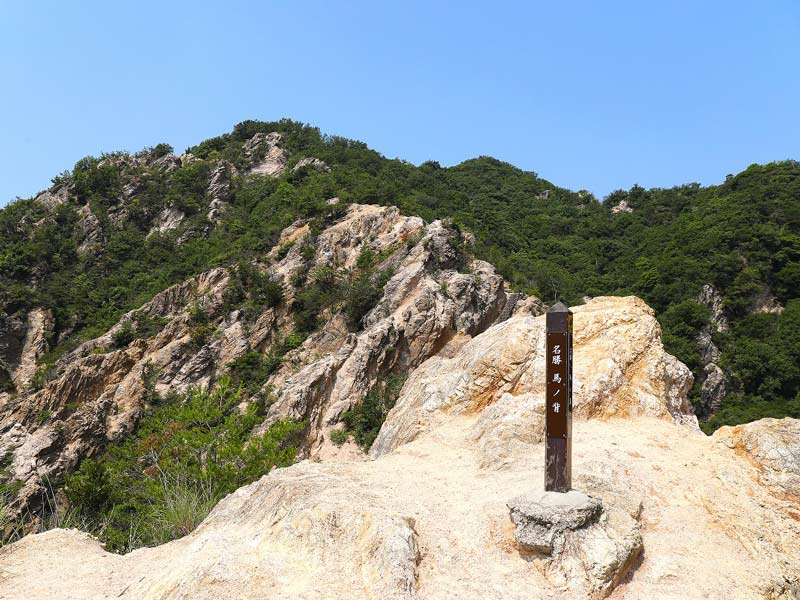 Forest Trail · Autumn